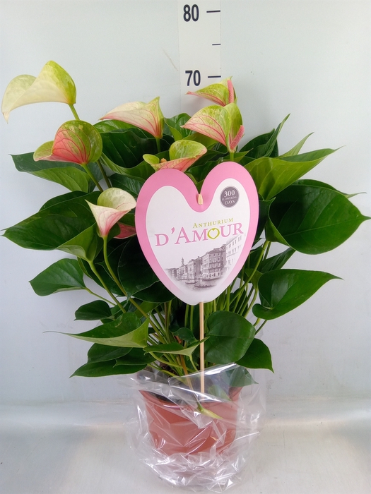 <h4>Anthurium andr. 'Fantasy Love'</h4>