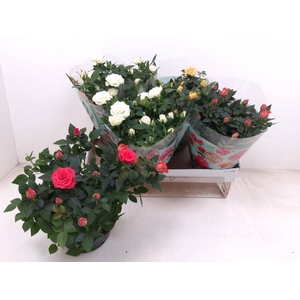 ROSA FAVORITA MIX P20