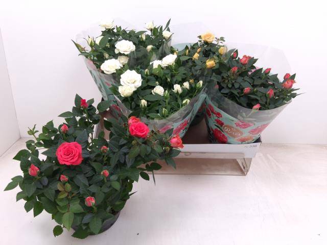 <h4>ROSA FAVORITA MIX P20</h4>