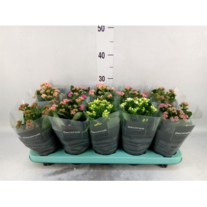 Kalanchoe blos.   ..rosebud mix  5