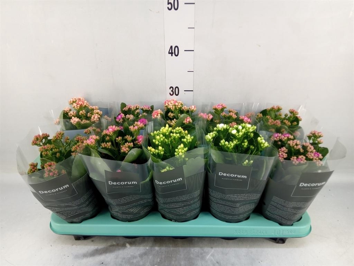 <h4>Kalanchoe blos.   ..rosebud mix  5</h4>
