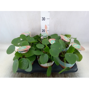 Pilea peperomoides