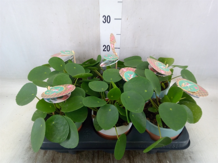 <h4>Pilea peperomoides</h4>