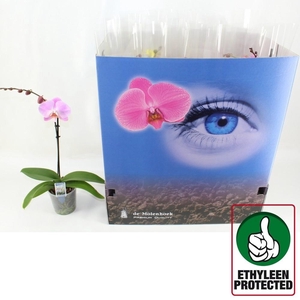 PHAL GEM 6 KL