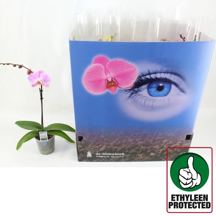 <h4>PHAL GEM 6 KL</h4>