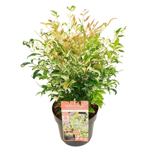 Nandina domestica