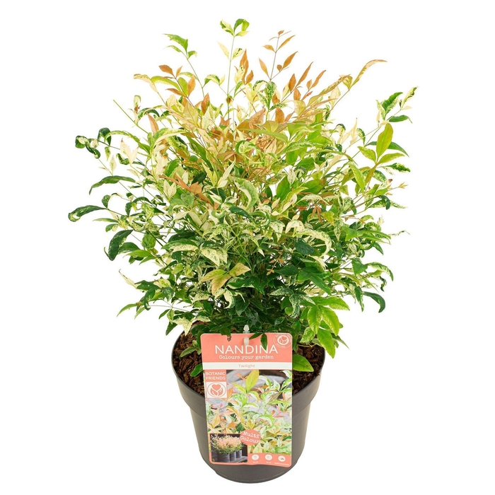 <h4>Nandina domestica</h4>
