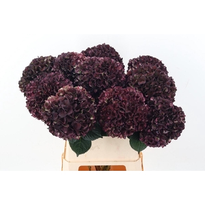 Hydr M Mag Ruby Cl P