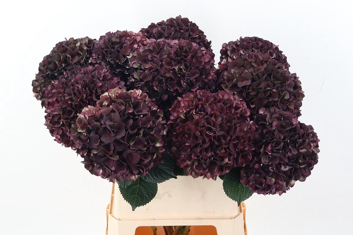 <h4>Hydr M Mag Ruby Cl P</h4>