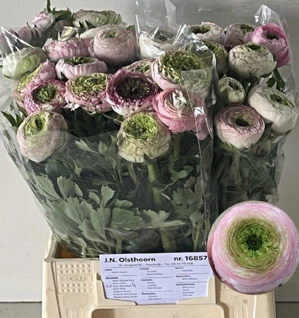 <h4>RAN AAZUR LI PINK</h4>