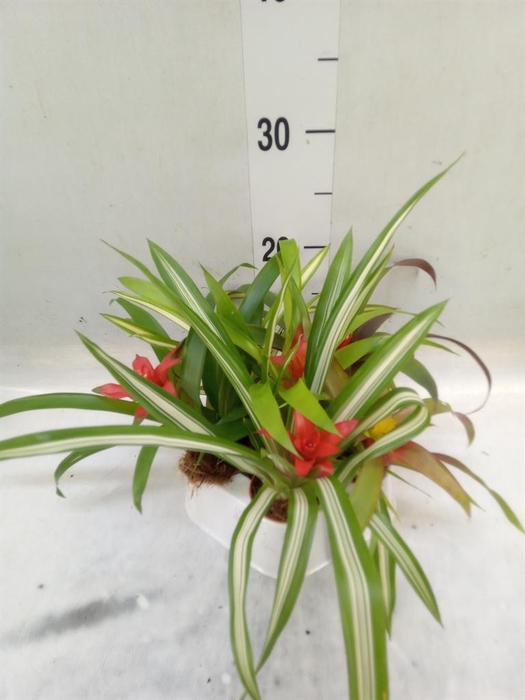 <h4>Guzmania   ...mix</h4>