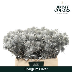 Eryngium (distel) L60 Zilver + Glitter