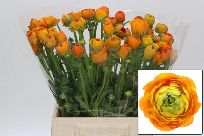 <h4>RAN EL ORANGE</h4>