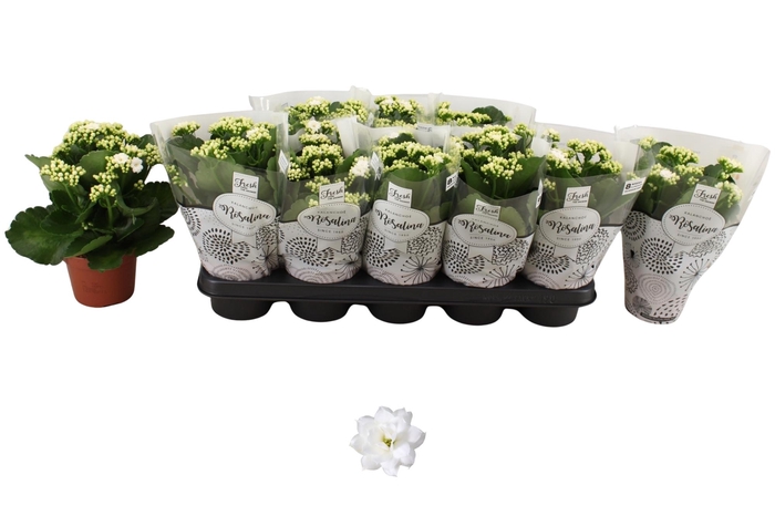 <h4>KAL GE DON DIONE</h4>