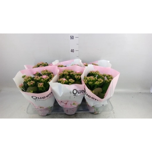 Kalanchoe  'MoreFlow Lillian'