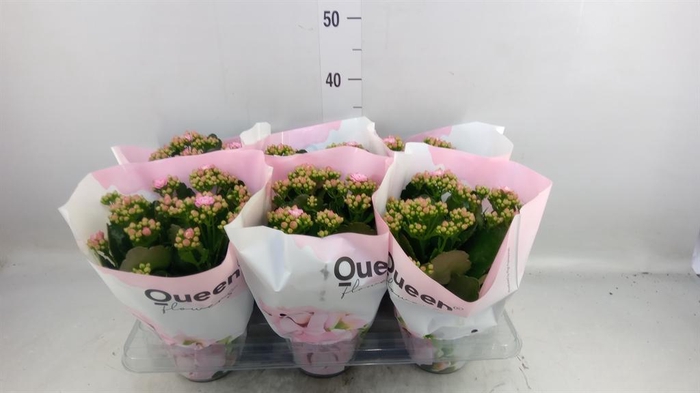 <h4>Kalanchoe  'MoreFlow Lillian'</h4>