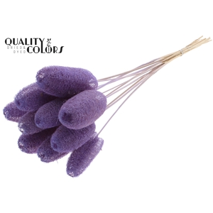 Luffa Mini on stem Milka