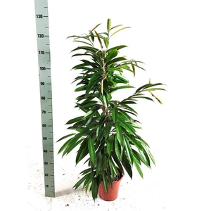 Ficus binnendijkii Amstel King 21Ø 120cm 3pp