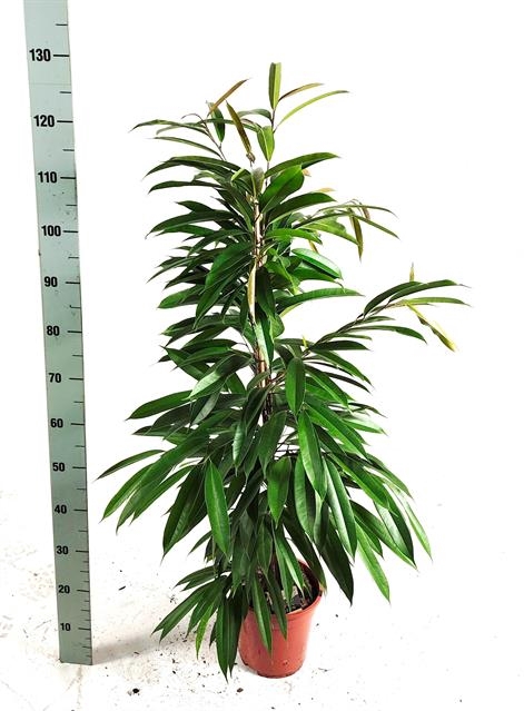 Ficus binnendijkii Amstel King 21Ø 120cm 3pp