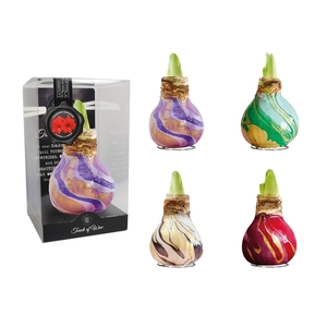 Amaryllis TOW Swirl Mixed 12x1, rode bloem, Plastic Giftbox