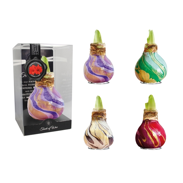 <h4>Amaryllis TOW Swirl Mixed 12x1, rode bloem, Plastic Giftbox</h4>