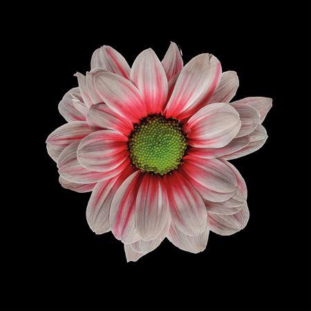 <h4>Chr T Kennedy Roulette</h4>