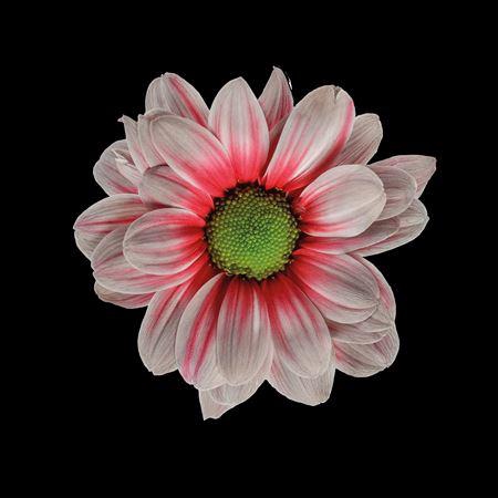 <h4>Chr T Kennedy Roulette</h4>