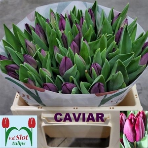 Tu En Caviar