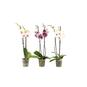 Phal Mix 2T16+