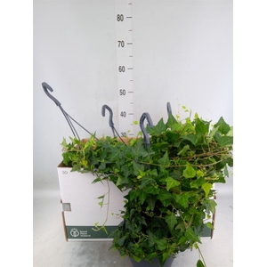 Hedera helix 'Wilco'