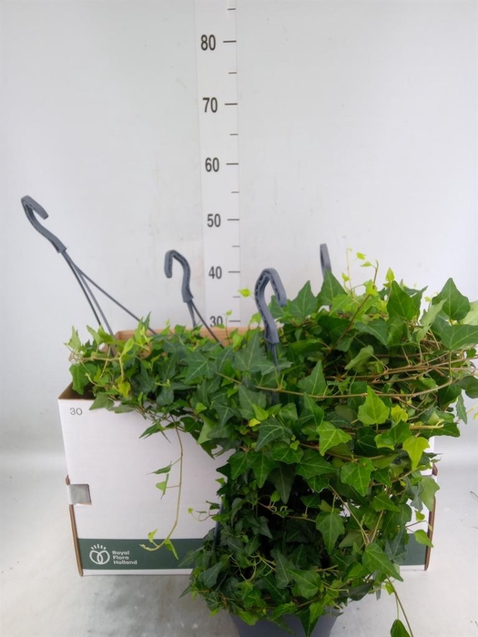 <h4>Hedera helix 'Wilco'</h4>