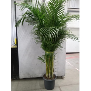 Dypsis lutescens   ...Chrysalidoca