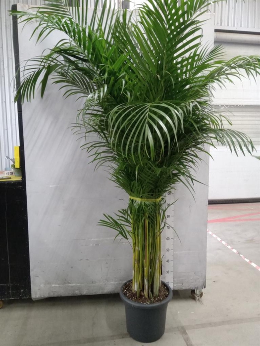 <h4>Dypsis lutescens ...Chrysalidoca</h4>