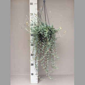 Senecio   ...