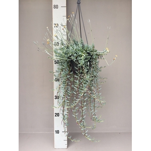 Senecio   ...