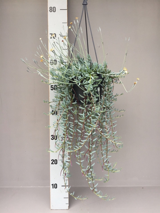 <h4>Senecio   ...</h4>