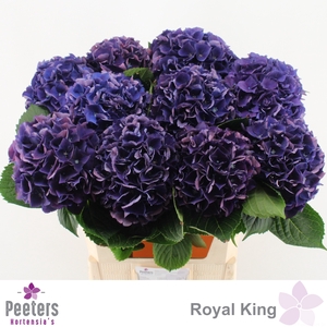 HYDR M ROYAL KING