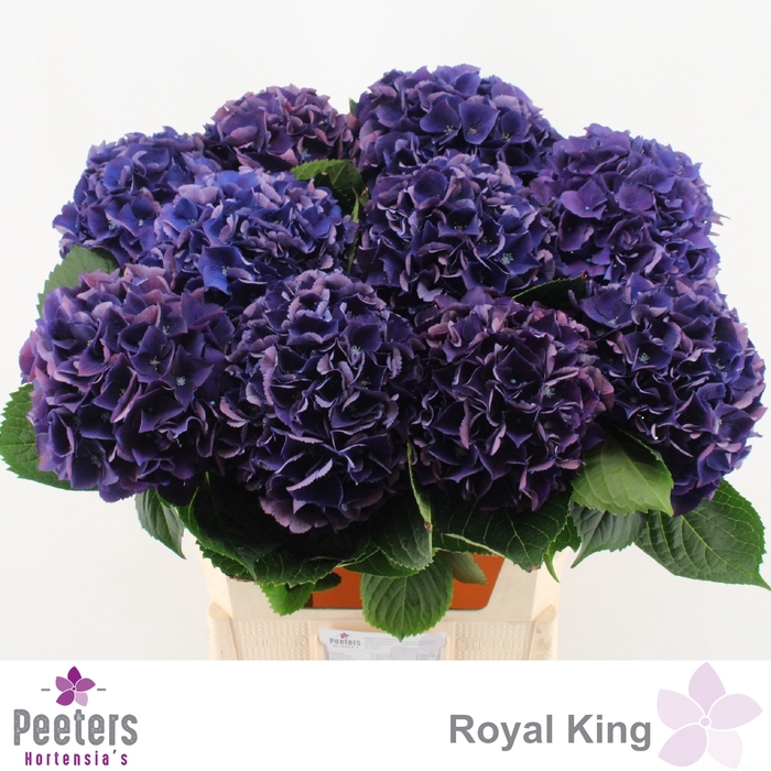 <h4>HYDR M ROYAL KING</h4>