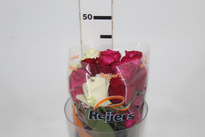 ROSA MISTA 040 CM ESTUFA