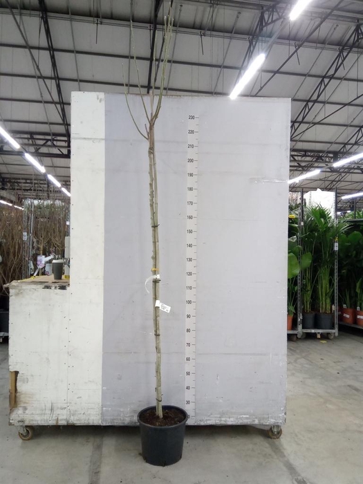 <h4>Magnolia   ...</h4>