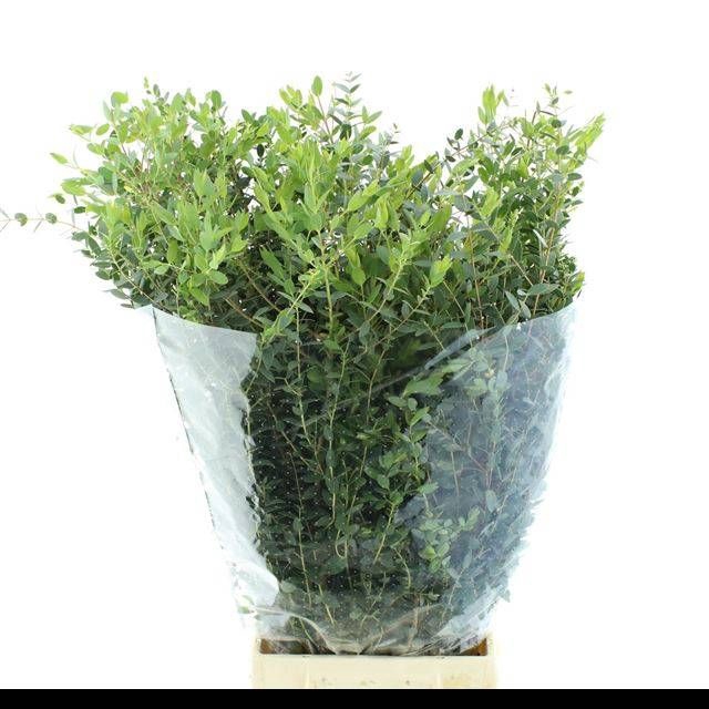<h4>EUC PARVIFOLIA P BS</h4>