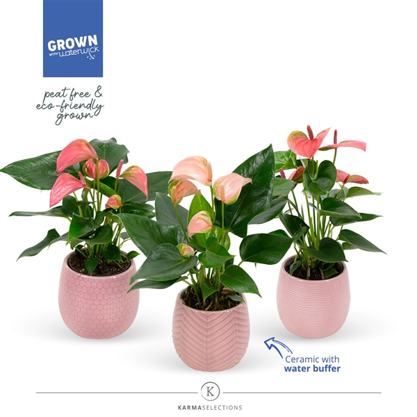 Anthurium Andreanum Grp gemengd