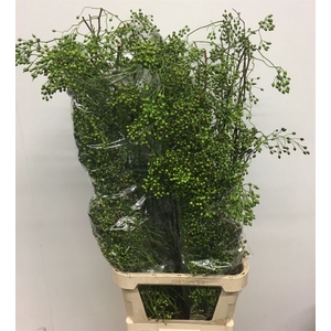 Rosa Corallo Green