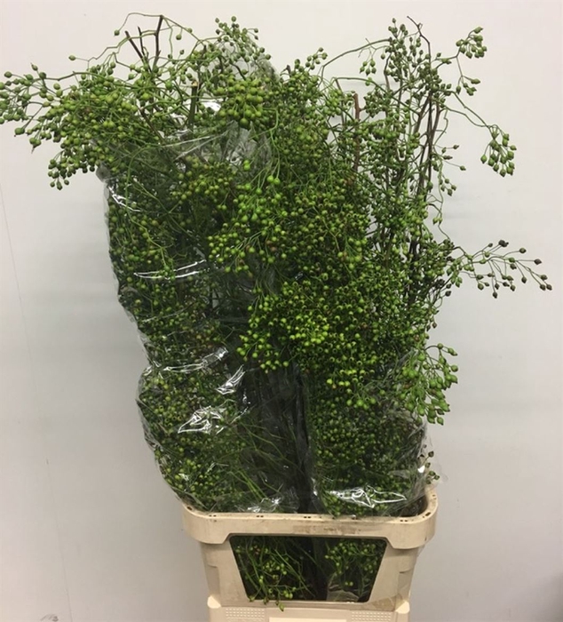 <h4>Rosa Corallo Green</h4>