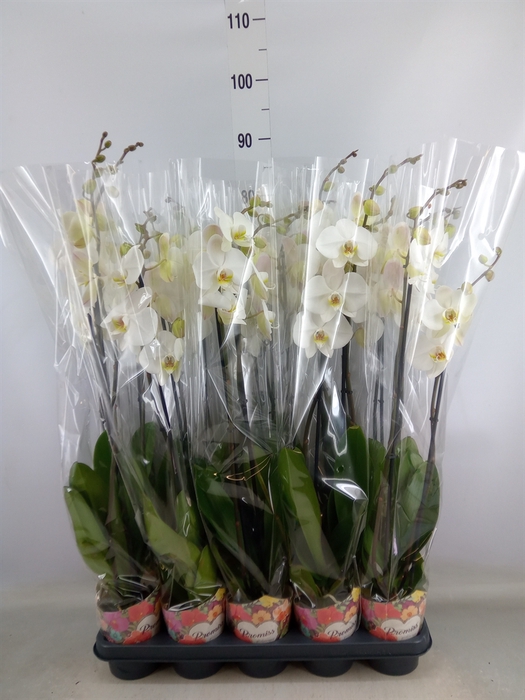 <h4>Phalaenopsis   ...white</h4>