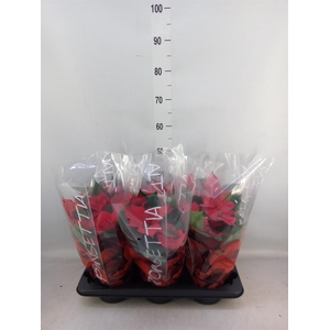 Euphorbia pulc. 'Christ Feel'