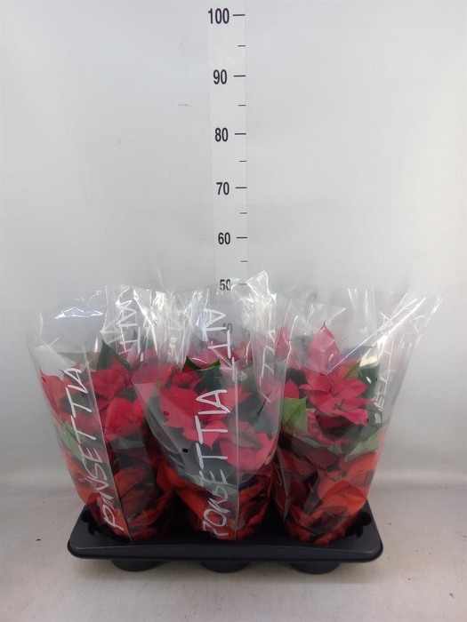 <h4>Euphorbia pulc. 'Christ Feel'</h4>