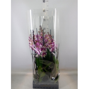 Phalaenopsis  'Ant Barcelona'