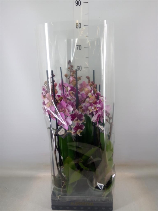<h4>Phalaenopsis  'Ant Barcelona'</h4>