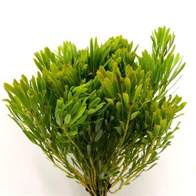 <h4>KAAPS PLATYSPERMUM/GEELBOS</h4>